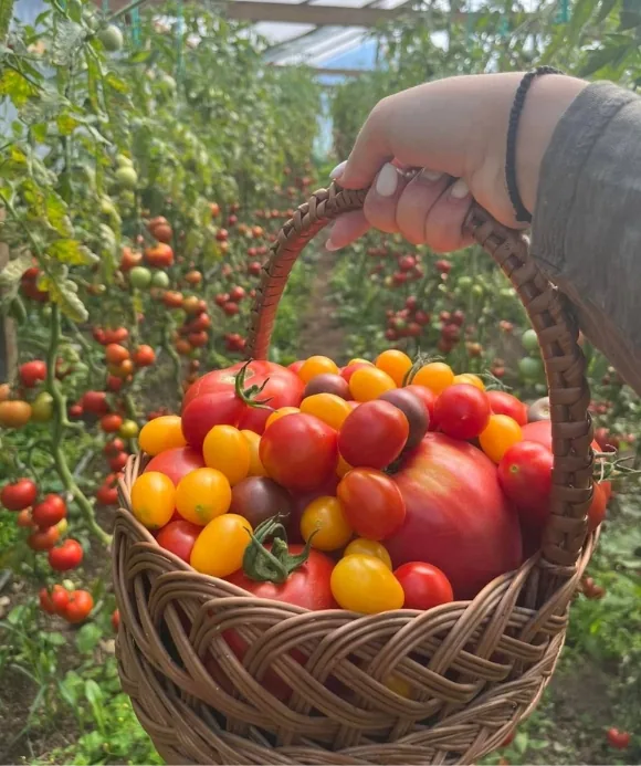 Coș cu roșii proaspăt culese, de mai multe soiuri, în grădina pizzeriei