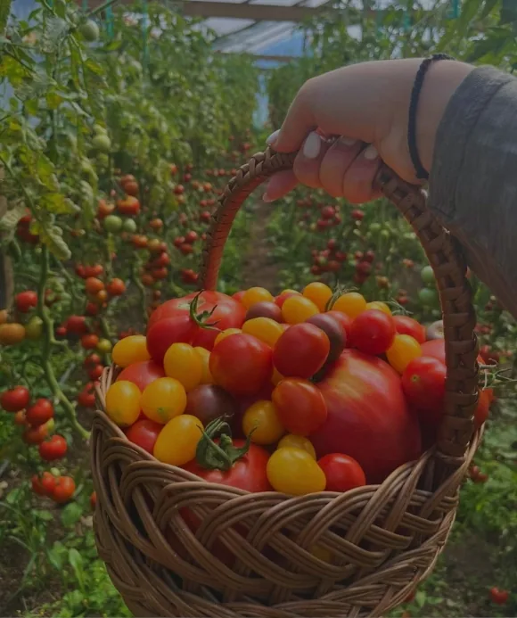 Coș împletit plin cu roșii de mai multe soiuri, ținut în mână printre răsaduri